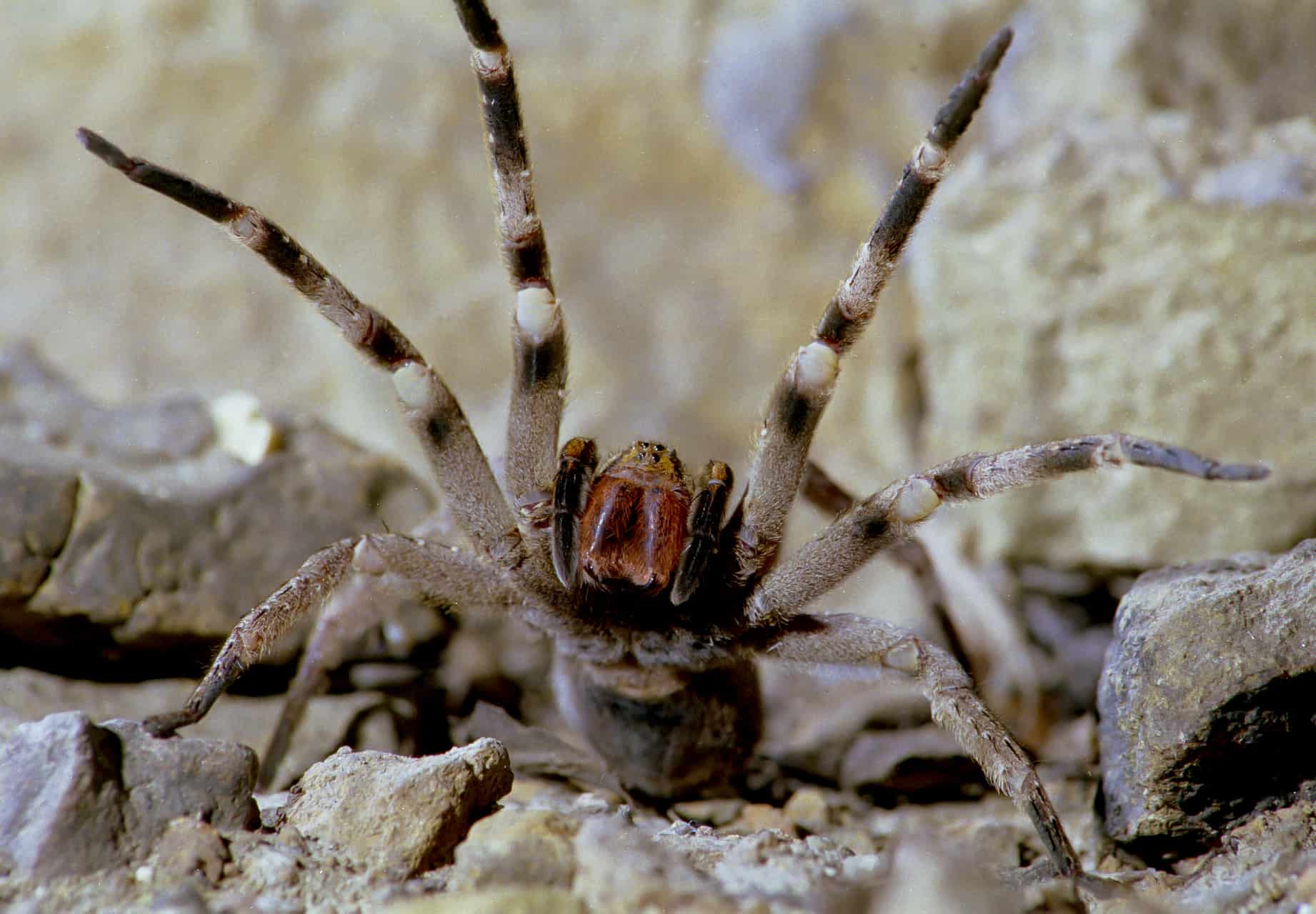 32. Brazilian Wandering Spider.
