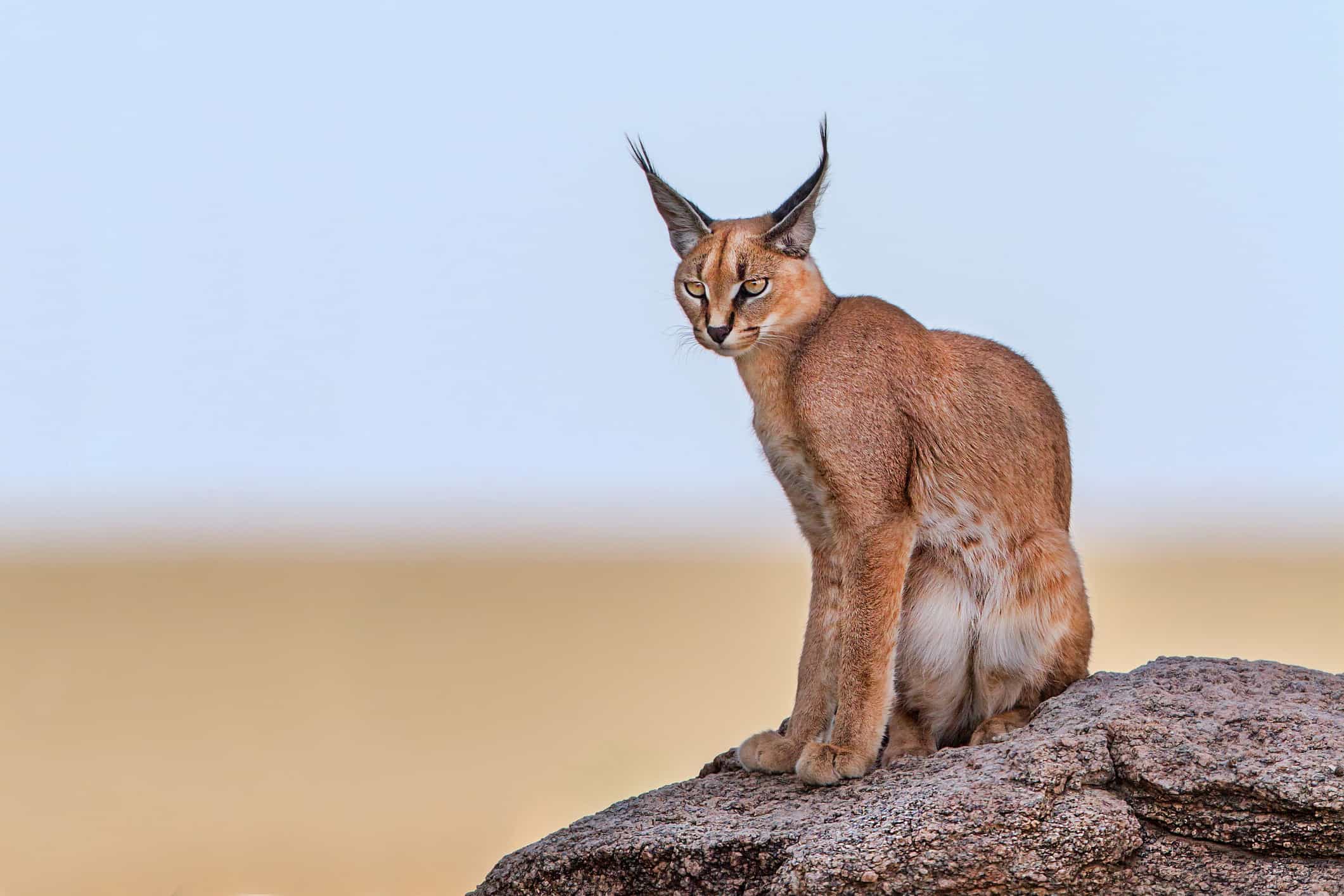 40 Of The Most Impressive Predatory Cats In Nature